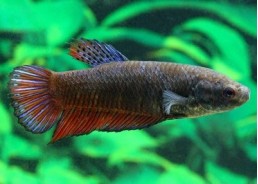 Betta femelle giant plakat