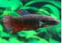 Betta femelle giant plakat