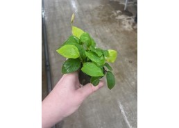 Anubias nana gold - Pot de 5cm