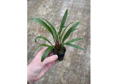 Cryptocoryne retrospiralis - Pot de 5cm