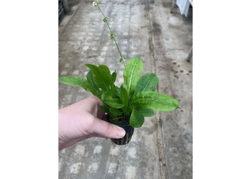 Echinodorus parviflorus - Pot de 5cm