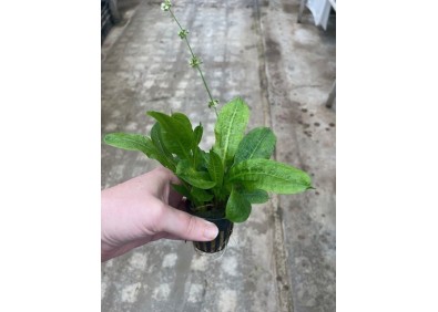 Echinodorus parviflorus - Pot de 5cm