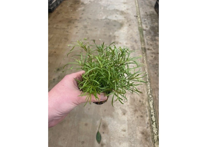 Pogostemon octopus - Pot de 5cm