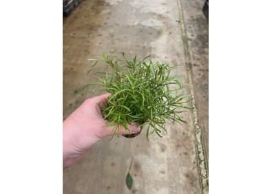 Pogostemon octopus - Pot de 5cm