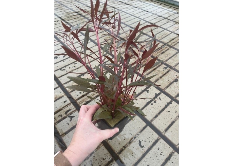 Alternanthera roseafolia - Pot XL 9cm