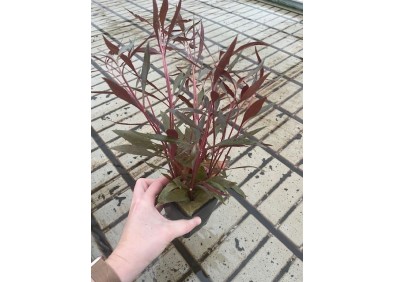 Alternanthera roseafolia - Pot XL 9cm