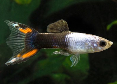Guppy mâle endler silverado half black