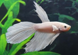 Betta mâle full white