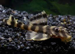 L052 Butterfly pleco