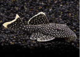 Baryancistrus L081