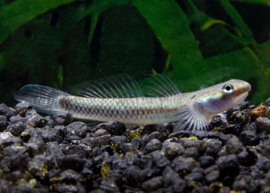 Stiphodon bleu cobalt