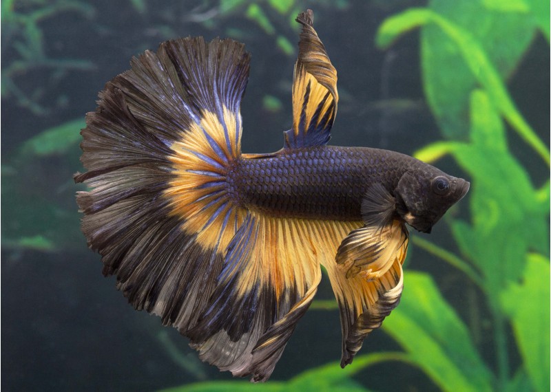 Betta HM select mâle butterfly mustard