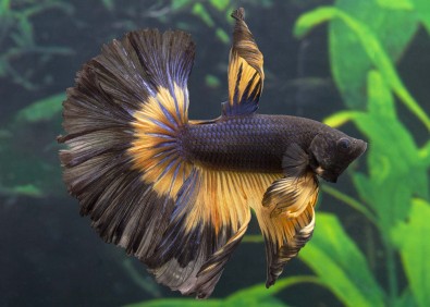 Betta HM select mâle butterfly mustard