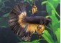 Betta HM select mâle butterfly mustard