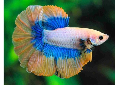 Betta HM select mâle mustard bleu