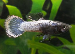 Guppy mâle select platinum...