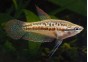 Gourami grogneur nain