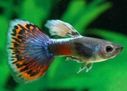 Guppy mâle moscow mosaic tail