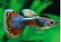 Guppy mâle moscow mosaic tail