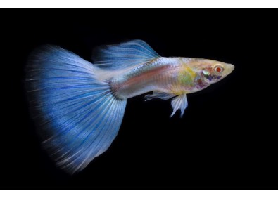 Guppy mâle mâle select blue topaz