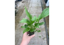 Echinodorus gabrielli - Pot...