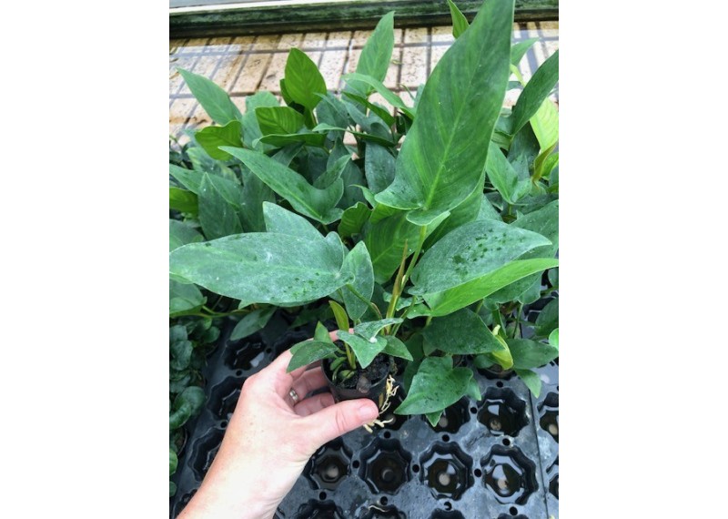 Anubias hastifolia - Pot de 5cm