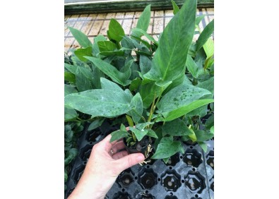 Anubias hastifolia - Pot de 5cm