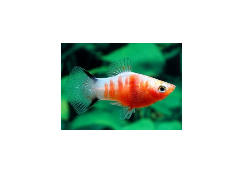 Platy zebra
