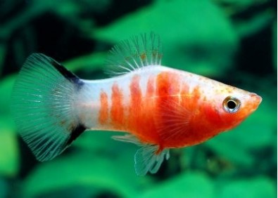Platy zebra