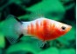 Platy zebra