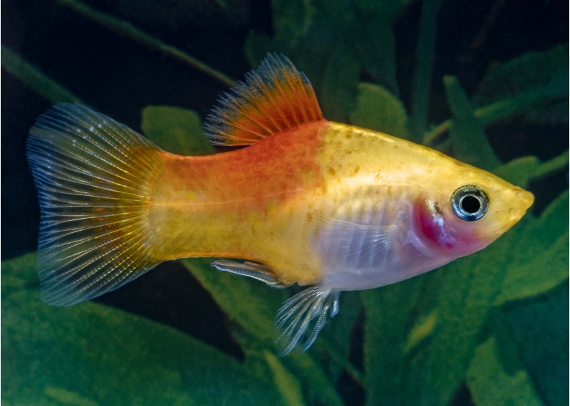 Platy golden néon