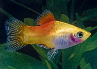 Platy golden néon