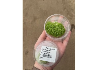 Utricularia - Cup 80cc