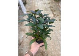 Nomaphila siamensis- Pot XL...
