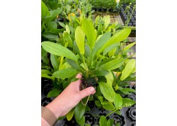 Echinodorus granat - Pot de...