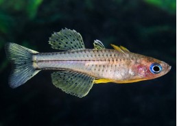 Pseudomugil gertrudae