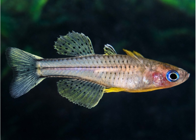 Pseudomugil gertrudae