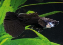 Guppy mâle select éléphant...