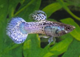 Guppy mâle select dulan batik