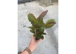 Echinodorus phyton - Pot de...