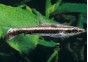 Nannostomus eques