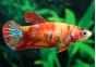 Betta plakat femelle candy