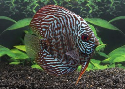 Discus séléct tiger turquoise