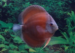 Discus séléct rose red