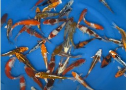 Carpe koi japon - Mix 14-16 cm