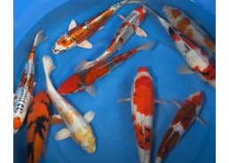 Carpe koi japon - Mix 30-35 cm