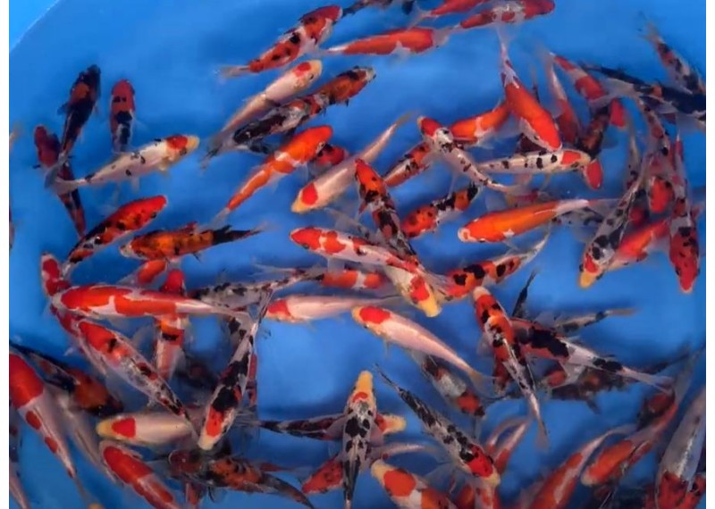Carpe koi japon - Doitsu 12-15cm