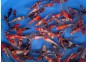 Carpe koi japon - Doitsu 12-15cm