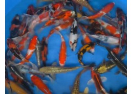 Carpe koi japon - Mix 20-25 cm
