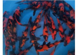 Carpe koi japon - Hi Utsuri...
